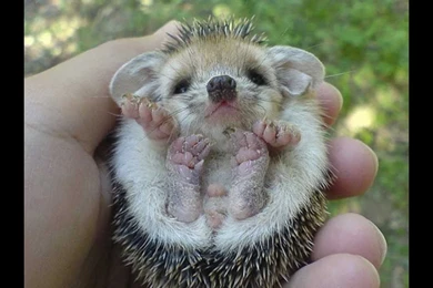 Cute Baby Animals Pictures   YouTube