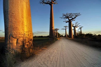 Intricate Trees / 2560 X 1600 / Other / Photography