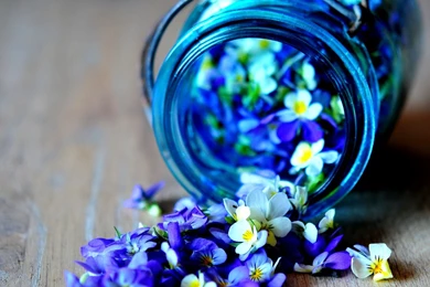 Free New Wallpapers   HD Wallpapers Pretty