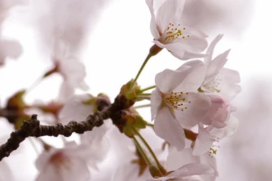 Flowers wallpaper 4.jpg