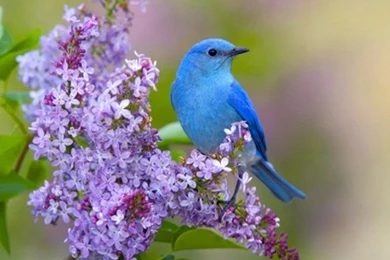 New Wallpapers For Desktop   Wallpapers HD Base