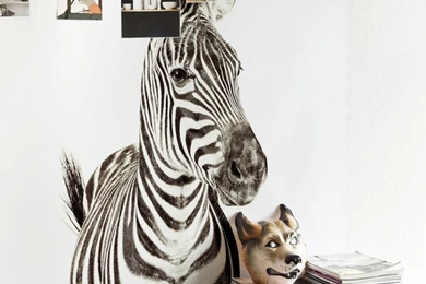 Zebra Magnetic Wallpapers By Sisters Guild