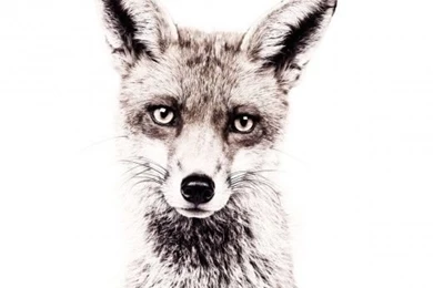 Fox sistersguild  520x520.jpg