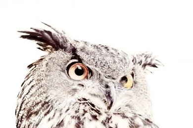 Mazout   Groovy Magnets