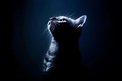 Animals Cat Wallpapers.jpg