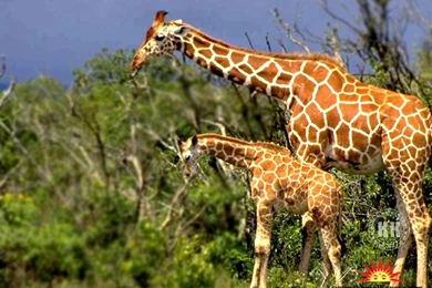 HD Animal Wallpapers: Free Animals Wallpapers