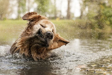 Animal Wallpapers, Animal Kingdom, Free Wallpapers, Cute Animals ...