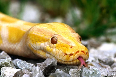 Best_animal_wallpapers normal.jpg