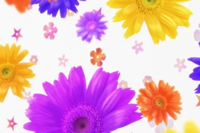 1907 daisy good background iphone hd wallpaper_640x960.jpg