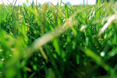 Windows Vista Wallpapers   Plants And Leaves1280x1024 NO.16 Desktop ...