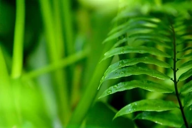 Windows Vista Plants Wallpapers (Vol.3)   Wallcoo.net