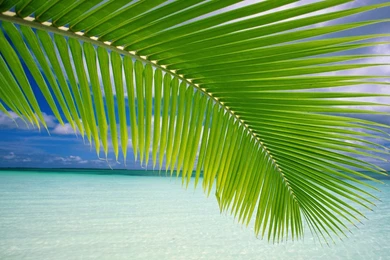 Vista Wallpapers Beach Tree