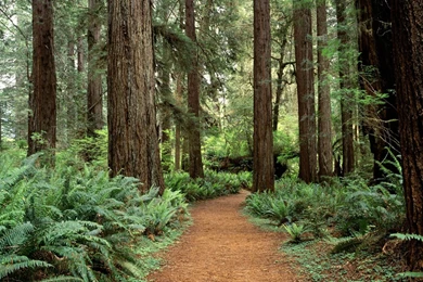 Sequoia National Park HD Wallpaper, Sequoia National Park Images ...