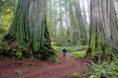 1000x665px Redwood National Park Wallpapers For Desktop