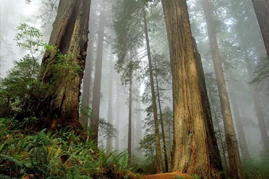 Redwood Wallpapers