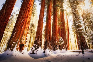 Redwood Forest Wallpapers   Nature Wallpapers