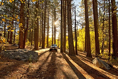 Trees Forest Redwood Toyota Tacoma Sunlight Trucks Wallpapers ...