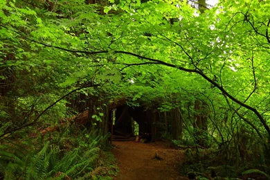 MLeWallpapers.com   Maple Trees In Redwood Forest