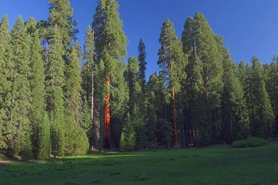 Redwood Forest (id: 79307) – BUZZERG