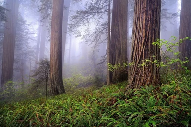Redwood Wallpapers
