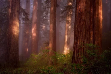 Redwood Grove (USA, California) / 2048 X 1365 / Forest ...