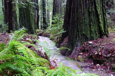 Redwood Forest