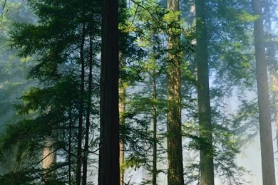 Redwood HD Desktop Wallpapers : High Definition : Fullscreen : Mobile