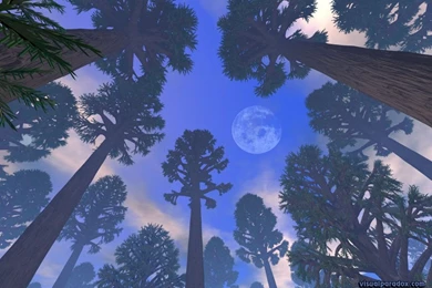 Redwood Forest (id: 67356) – BUZZERG