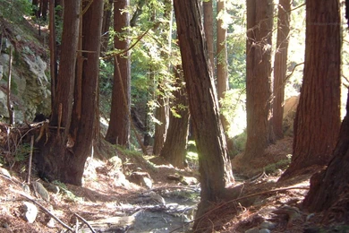Los Padres National Forest Redwood, Redwood Forest   Wild Animal ...