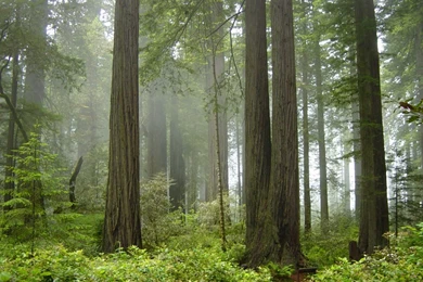 Redwood Forest California Wallpapers