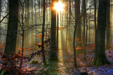 Sunlit Snowy Forest Wallpapers   Nature Wallpapers