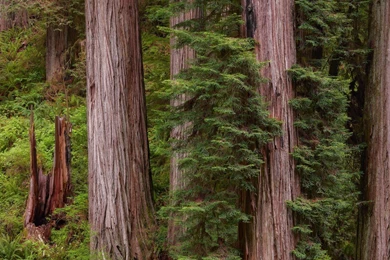 Super HD Wallpaper: Among The Giants