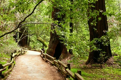 MLeWallpapers.com   Muir Woods Path II
