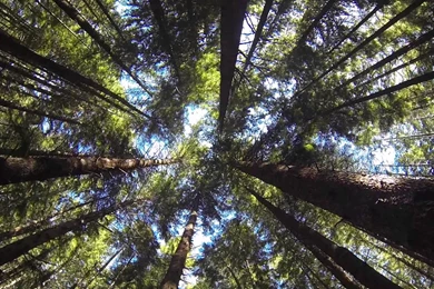 Time Lapse Sequoia Trees   Redwood Forest, Northern California ...