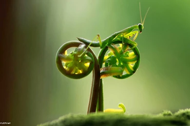 Dirt Bike For Sale (id: 28571) – BUZZERG