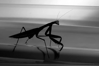 Wallpapers – Mantis