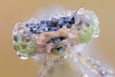 Devil's Flower Mantis Hd Wallpapers