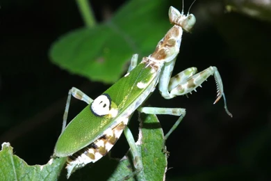 JeweledFlowerMantis04.jpg