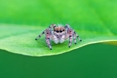 Green Insects Bug Mantis Macro Close Up Nature Wallpapers Butterfly ...