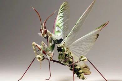 Devil Praying Mantis   Wallpaper.