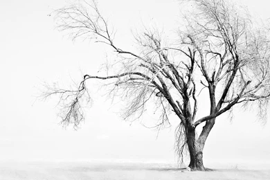 Black And White Tree (2560x1440) : Wallpapers