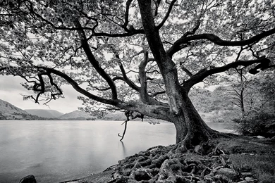 Black And White Images Of Trees 40 Cool Wallpapers ...