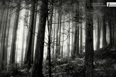 Black And White Nature Wallpapers   Photo 123 Of 267