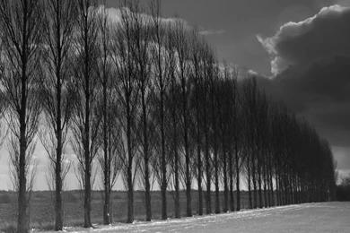 Black And White Trees Wallpapers   52882