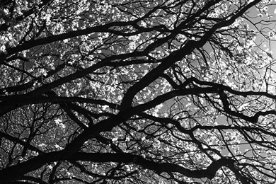 Download Wallpapers 1400x1050 Branches, Tree, Black and white ...