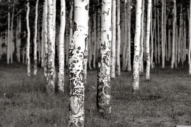 BLACK AND WHITE BIRCH TREES WALLPAPER   (