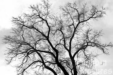 Tree Black And White Widescreen Backgrounds Wallpapers Attachment ...