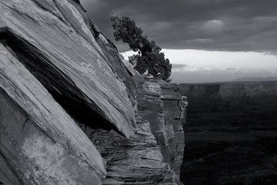 Black And White Tree Grand Canyon Wallpapers