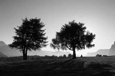 Download Wallpapers 3840x2160 Trees, Slope, Black and white 4K ...