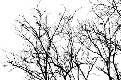 Download Wallpapers Birds Black And White   Black And White Trees ...